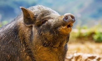 Mjekët thonë se janë “shumë më afër” mundësimit që veshkat e derrave të funksionojnë për njerëzit