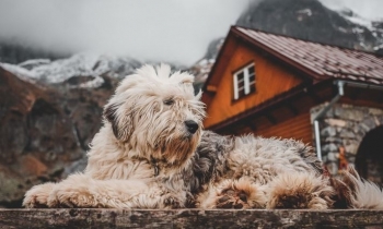 Kjo është muzika që qetëson kafshët shtëpiake