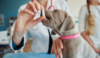 Po vjen ilaçi i parë anti-plakje për qentë? Kompania “Loyal” afër miratimit në SHBA