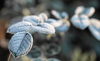 Acar i fortë në orët e mëngjesit