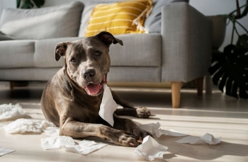 Qentë mund të ndihen xhelozë: Studimi tregon emocionet e tyre të thella ndaj pronarëve