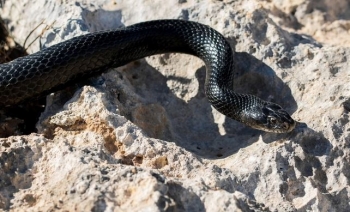 India përballet me krizën e kafshimeve nga gjarpërinjtë: 50,000 vdekje çdo vit 