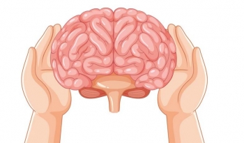 Studimi zbulon se disa persona mbi 80 vjeç prodhojnë më shumë neurone të reja se të rriturit e rinj