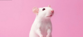 SHBA synon reduktimin e testimit të barnave te kafshët, rrit investimet në alternativa moderne