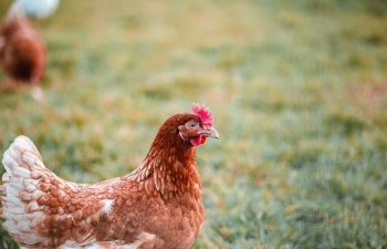 Rritet trendi i mbajtjes së pulave në Zvicër, mbi 70 mijë familje i konsiderojnë si kafshë shtëpiake