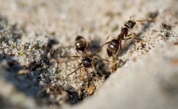 Pickimet më të dhimbshme në mbretërinë shtazore: nga milingonat plumb te kandilët Irukandji