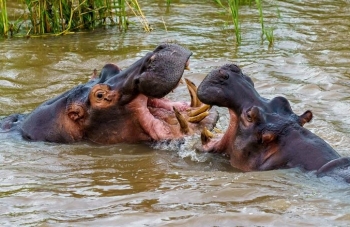 Kolumbia miraton planin për eliminimin e hipopotamëve të sjellë nga Pablo Escobar