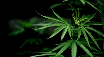 Dokumentari “Weed 8” sjell në fokus rolin e grave në përdorimin mjekësor të kanabisit