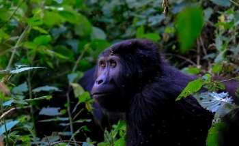 “Luftë civile” mes shimpanzave, studimi zbulon ndarje të rrallë në një nga komunitetet më të mëdha