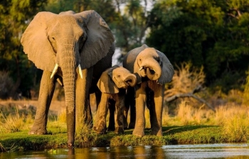 India ndalon telefonat në Safari