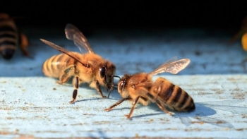 5 mësime nga insektet që mund të na ndihmojnë të marrim vendime më të mira