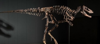Skeleti i rrallë i dinosaurit shitet për 47.3 milionë dollarë