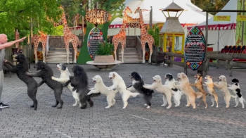 14 qen “valltarë” formojnë linjën “Conga” për të thyer Rekordin Botëror Guinness (VIDEO)